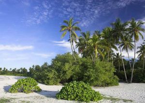 Strand mit Palmen und anderen Pflanzen